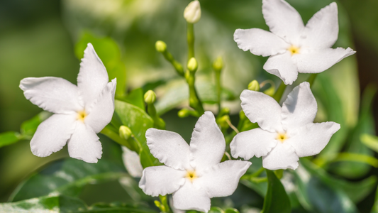 The Enchanting World of Jasmine: Uses and Benefits