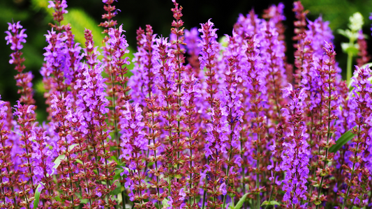Clary Sage: The Plant of Clear Vision and Tranquility