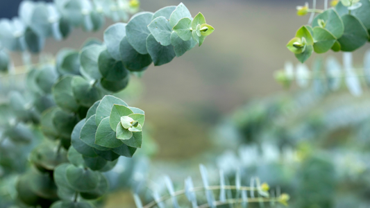 The Eucalyptus Enigma: Unraveling the History, Uses, and Wonders of Nature's Healer